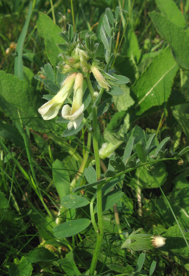 Image of Vicia pannonica specimen.