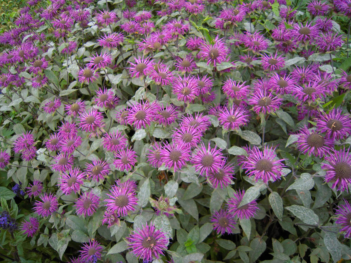 Изображение особи Monarda fistulosa.