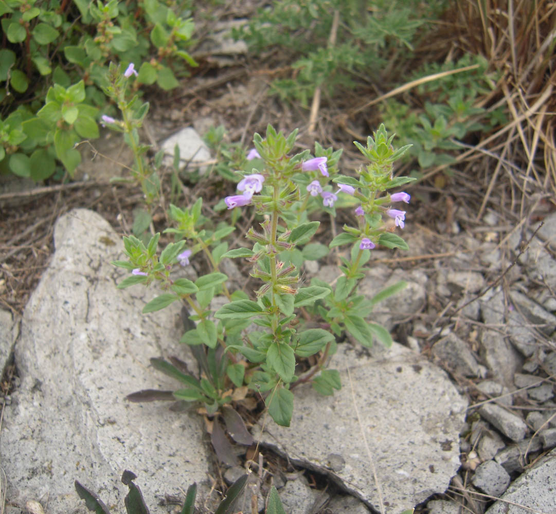 Изображение особи Ziziphora acinos.