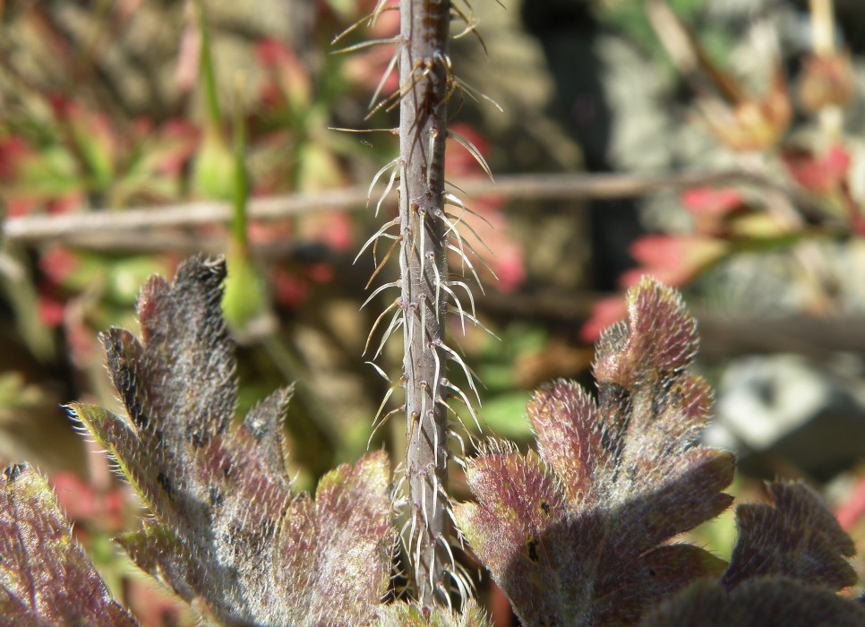 Image of Physocaulis nodosus specimen.