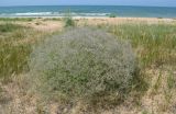 Gypsophila paniculata