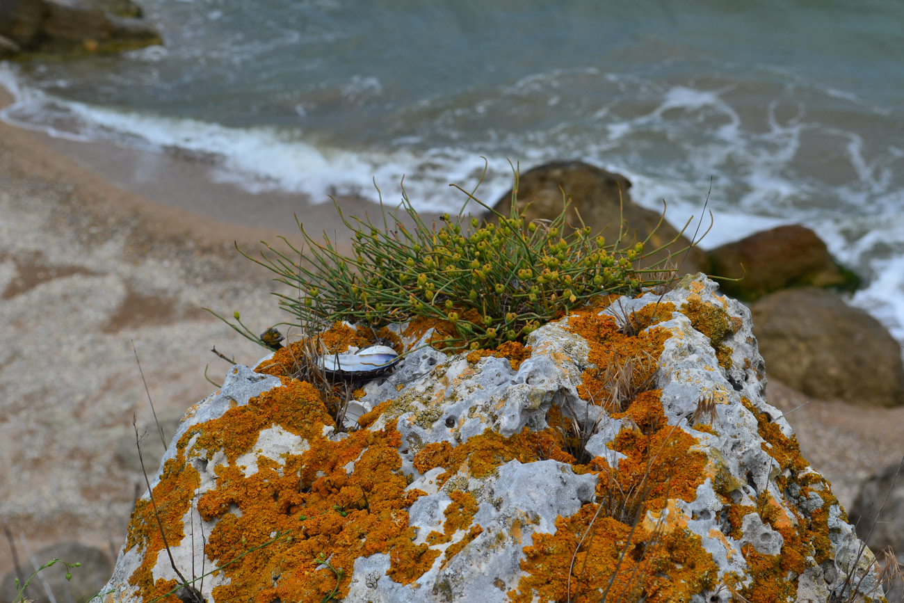 Image of Ephedra distachya specimen.