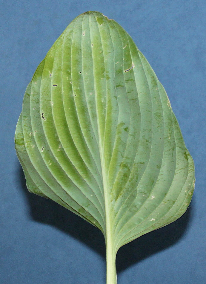 Image of Hosta sieboldiana specimen.