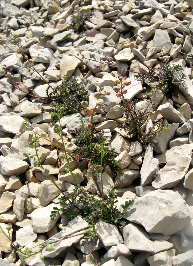 Image of Scrophularia exilis specimen.