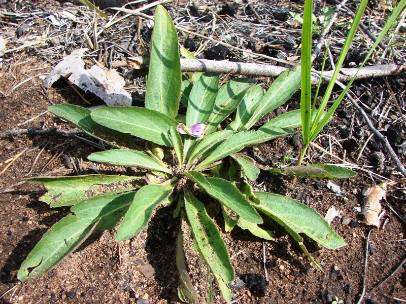 Изображение особи Viola gmeliniana.