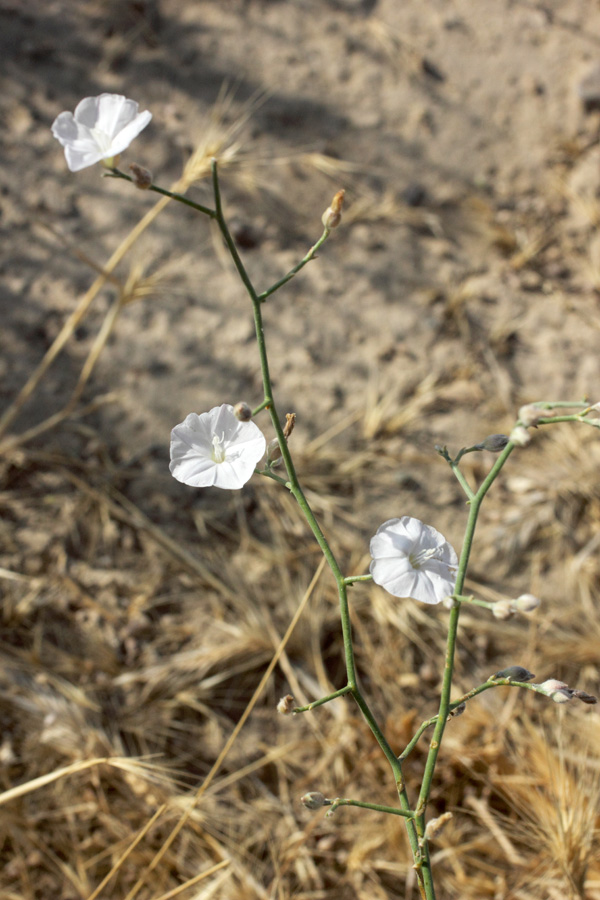 Image of Convolvulus hamadae specimen.