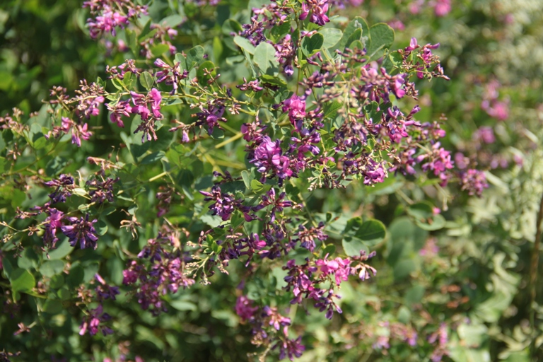 Image of Lespedeza bicolor specimen.