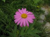 Pyrethrum coccineum