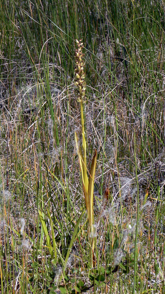Image of Gymnadenia conopsea specimen.