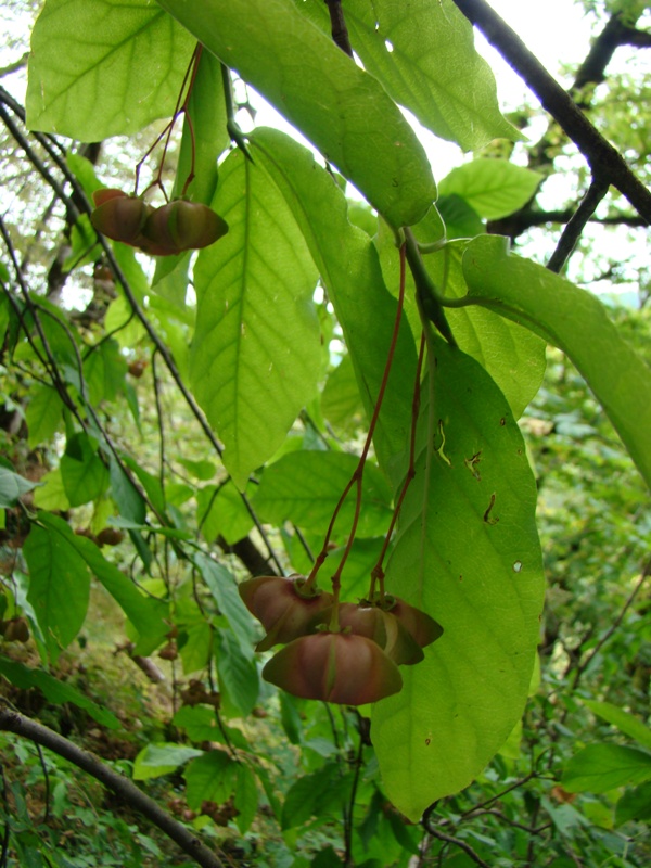 Изображение особи Euonymus latifolius.