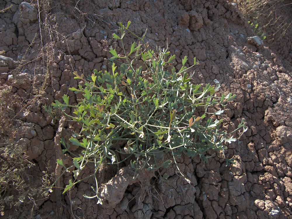 Image of Seseli cuneifolium specimen.