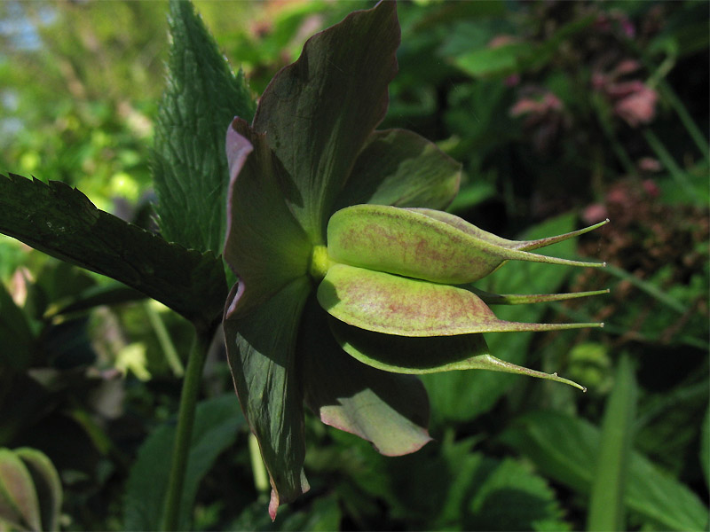 Image of Helleborus argutifolius specimen.