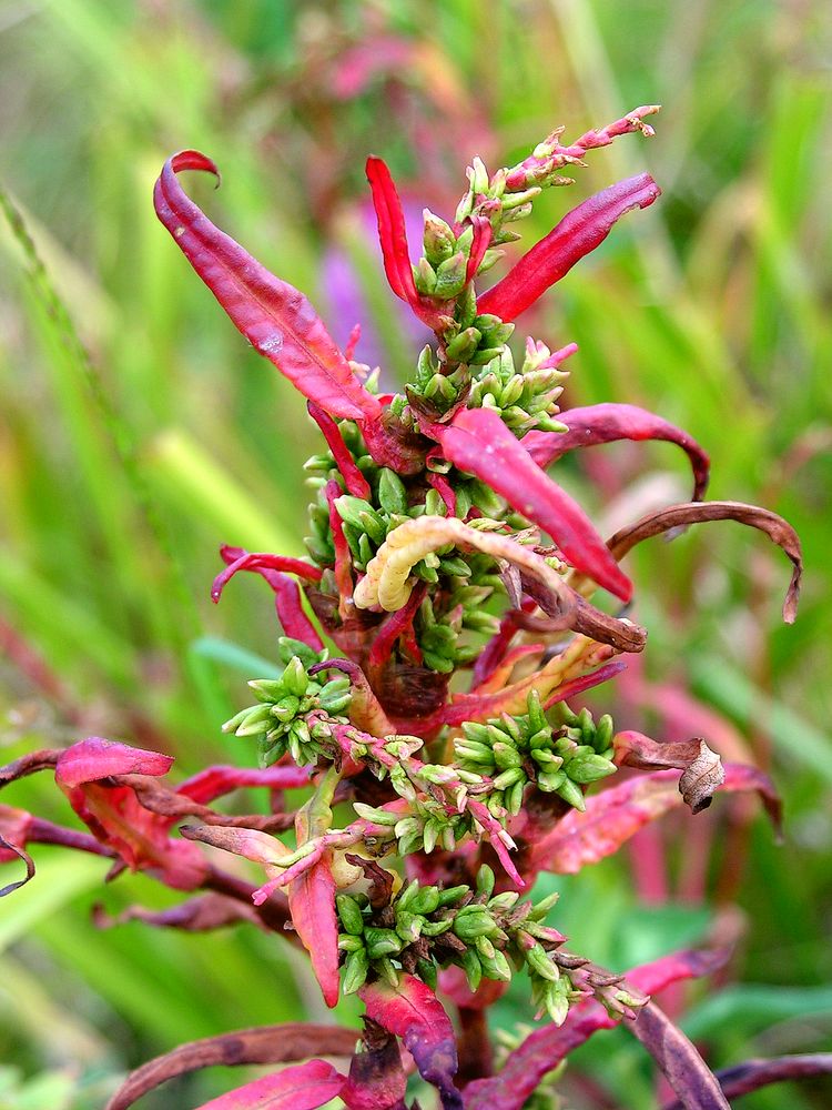 Image of Persicaria hydropiper specimen.