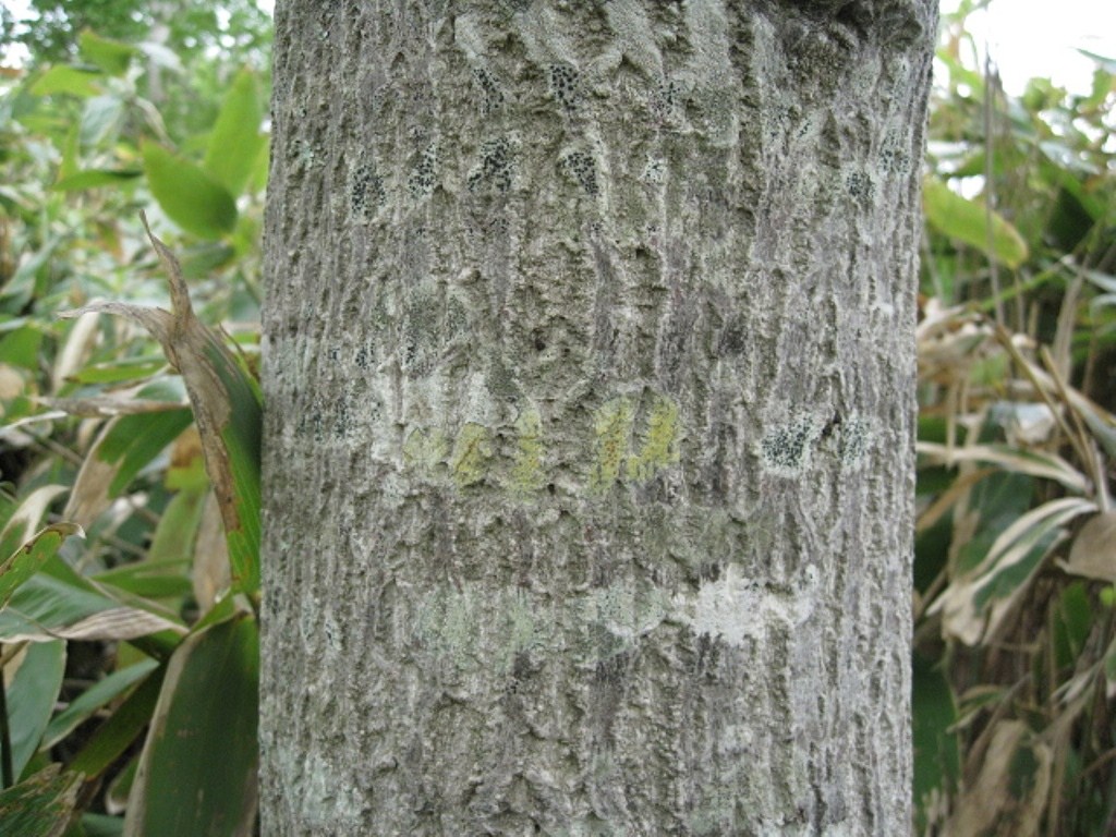 Image of Bothrocaryum controversum specimen.