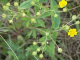 Potentilla goldbachii