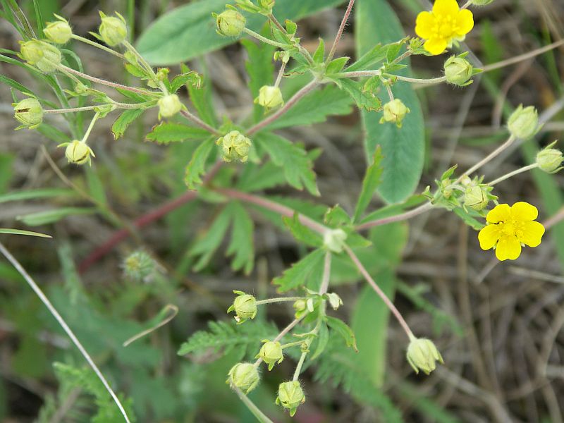 Изображение особи Potentilla goldbachii.