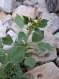 Cleome arabica. Цветущее растение. Israel, Judean Desert, Wadi Arugot. 08.12.2006.