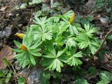 Eranthis hyemalis