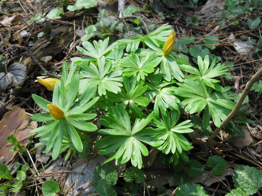 Image of Eranthis hyemalis specimen.