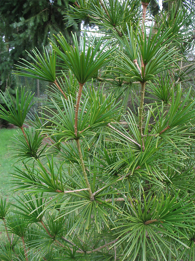 Image of Sciadopitys verticillata specimen.