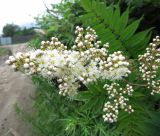 Sorbaria sorbifolia