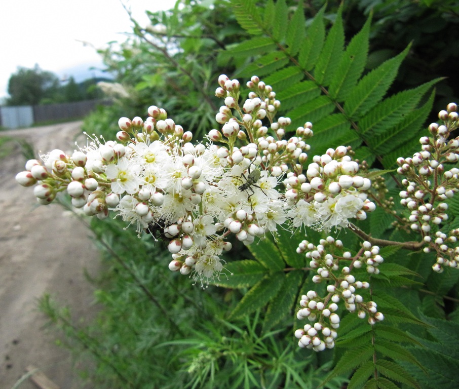 Изображение особи Sorbaria sorbifolia.