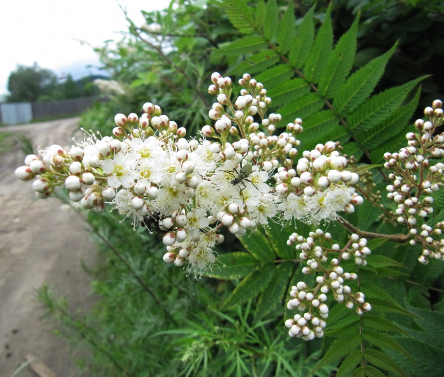 Изображение особи Sorbaria sorbifolia.