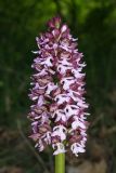 Orchis purpurea ssp. caucasica