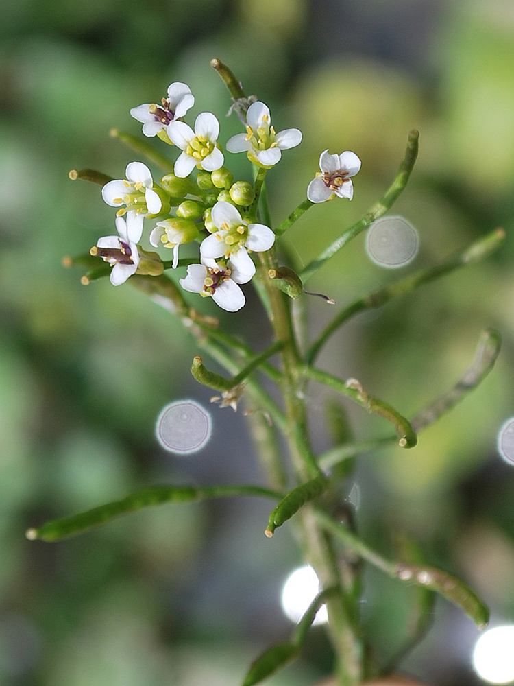 Image of Nasturtium officinale specimen.
