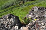 Rhodiola rosea. Плодоносящее растение на камне-останце среди дёреново-кустарничковой приморской тундры. Мурманская обл., п-ов Средний, мыс Земляной. 31.07.2009.