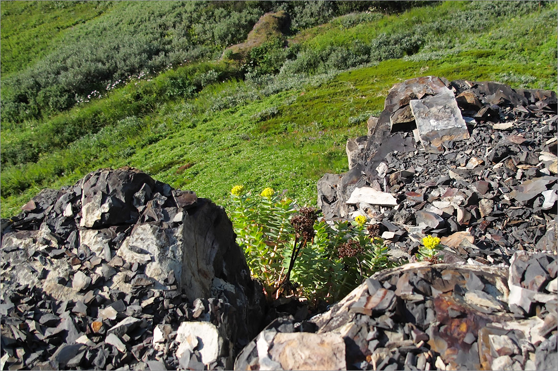 Изображение особи Rhodiola rosea.