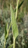 Inula oculus-christi. Лист (нижняя сторона) в средней части побега. Ростовская обл., Персиановская степь, Аютинские склоны. 13.06.2012.