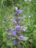 Ajuga reptans. Соцветие. Украина, Киевская обл., Киево-Святошинский р-н, окр. г. Боярка, Боярское лесничество, на опушке дубово-соснового леса. 19.05.2010.