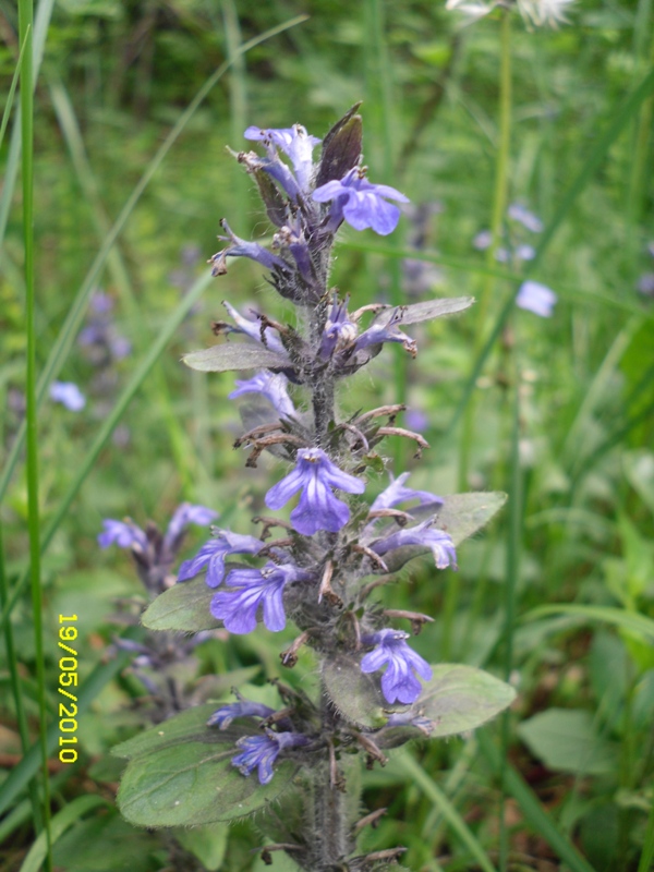 Image of Ajuga reptans specimen.