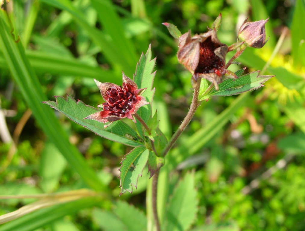 Image of Comarum palustre specimen.