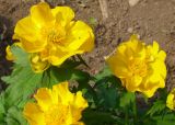 Trollius riederianus