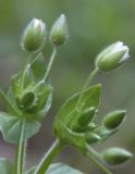 Stellaria neglecta