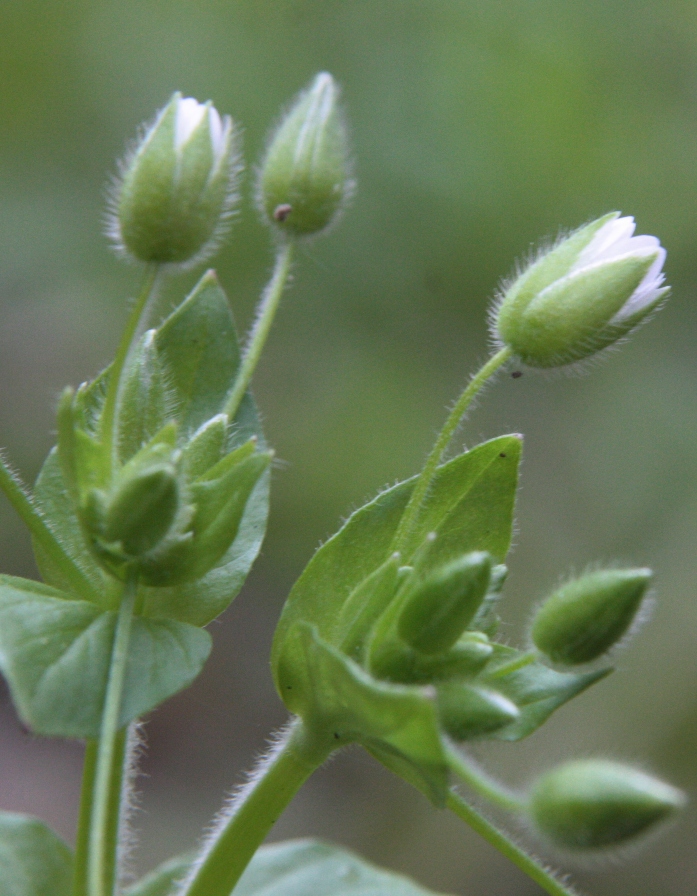 Image of Stellaria neglecta specimen.
