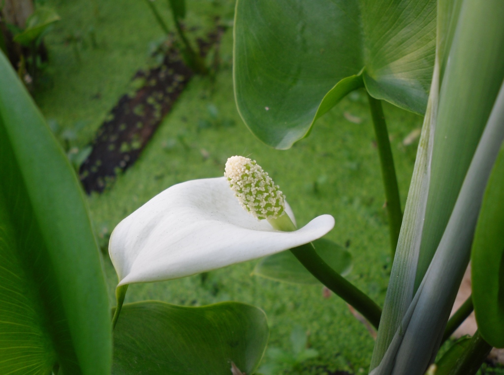 Image of Calla palustris specimen.