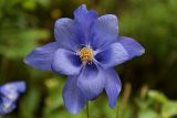 Aquilegia glandulosa