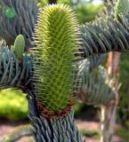 Abies form glauca