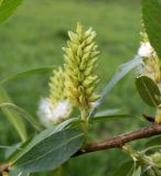 Salix × alopecuroides. Соплодие. Московская обл., Лотошинский р-н, окр. дер. Савостино. 25.05.2013.