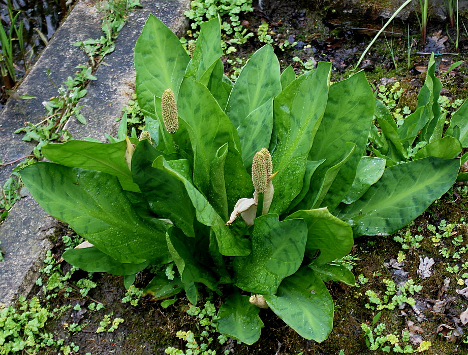 Image of Lysichiton americanus specimen.