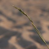 Festuca arenaria