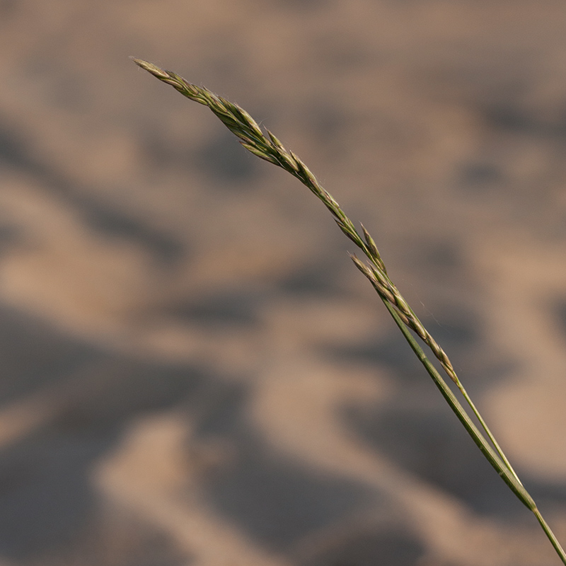 Изображение особи Festuca arenaria.