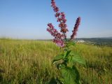 Salvia verticillata