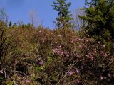 Rhododendron ledebourii