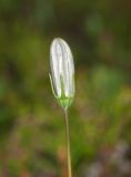 Campanula rotundifolia