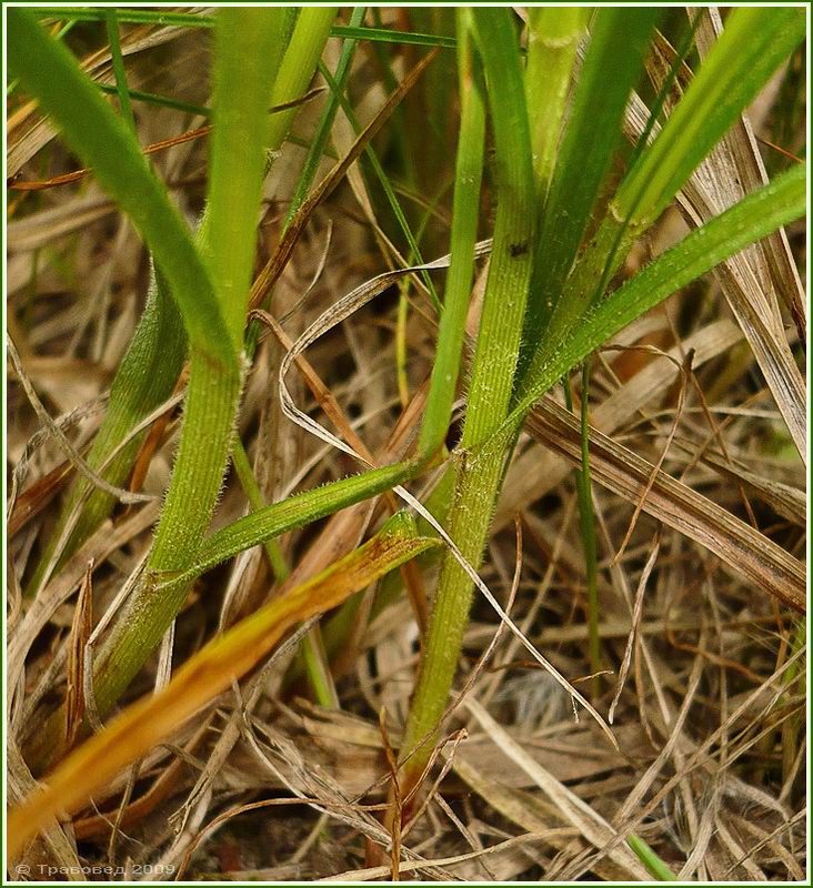 Изображение особи Carex hirta.