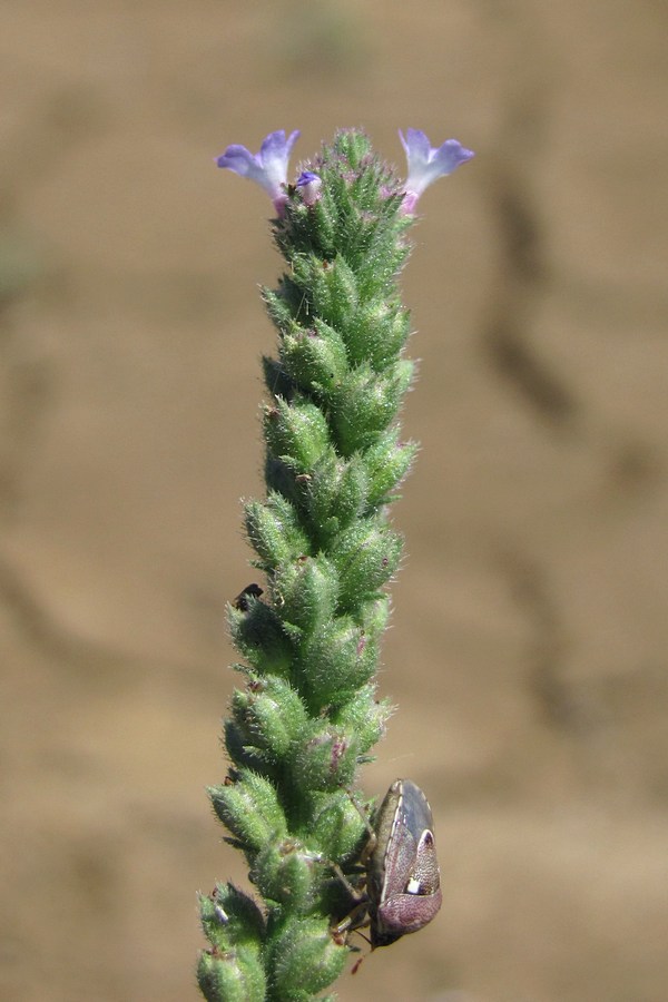 Image of Verbena supina specimen.